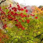 ヒメ日記 2025/11/18 12:20 投稿 しずく ふぞろいの人妻たち