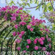 ヒメ日記 2025/05/26 02:50 投稿 かなで 奥様はエンジェル　立川店