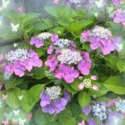 ヒメ日記 2025/06/16 09:13 投稿 かなで 奥様はエンジェル　立川店