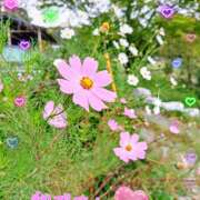 かなで 秋の花🏵️ 奥様はエンジェル　立川店