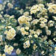 ヒメ日記 2025/04/23 17:06 投稿 みつき 虹色メロンパイ 横浜店