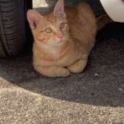 ゆかこ こんにちは〜 奥様電車