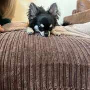 ヒメ日記 2025/07/26 22:29 投稿 Lala~らら~ Elegance（エレガンス）(大阪)