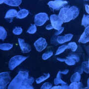 ヒメ日記 2026/02/05 06:14 投稿 ひかる シャロン横浜