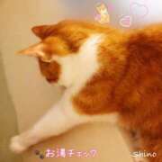 ヒメ日記 2025/01/30 23:15 投稿 シノ オーガズム