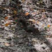 ヒメ日記 2025/10/03 01:47 投稿 スミレ AMOUR（アムール）