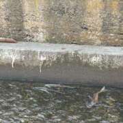 ヒメ日記 2025/10/03 20:45 投稿 スミレ AMOUR（アムール）