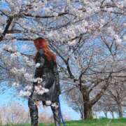 豹牙瑠唖女王 2026.3月月〆重大告知 完全会員制SM倶楽部M′s Reboot（エムズリブート）