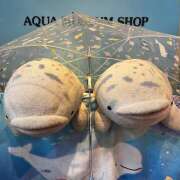 ヒメ日記 2025/01/10 13:36 投稿 土田 熟女待機所 厚木店