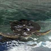 ヒメ日記 2025/10/10 16:06 投稿 土田 熟女待機所 厚木店