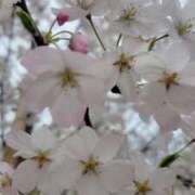 ヒメ日記 2025/04/08 08:59 投稿 ゆきの 妻天 日本橋店