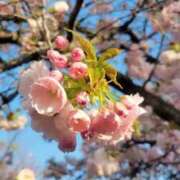 ヒメ日記 2025/04/11 05:44 投稿 ゆきの 妻天 日本橋店