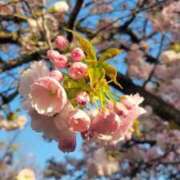 ヒメ日記 2025/04/18 09:01 投稿 ゆきの 妻天 日本橋店