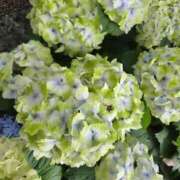 ヒメ日記 2025/06/26 07:45 投稿 ゆきの 妻天 日本橋店