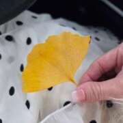 ヒメ日記 2025/11/30 08:54 投稿 ゆきの 妻天 日本橋店