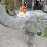 ヒメ日記 2026/01/08 05:16 投稿 ゆきの 妻天 日本橋店