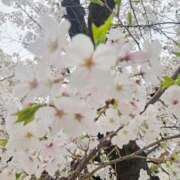 ヒメ日記 2026/04/04 08:53 投稿 ゆきの 妻天 日本橋店