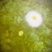 ヒメ日記 2025/05/03 05:17 投稿 ちづる リッチドールフェミニン