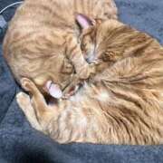 ヒメ日記 2025/01/15 00:35 投稿 つばさ 奥様電車