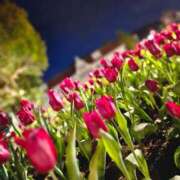 ヒメ日記 2025/04/17 18:07 投稿 ミユキ EN