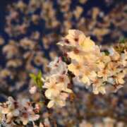 ヒメ日記 2025/04/24 18:13 投稿 ミユキ EN