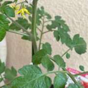 ヒメ日記 2025/05/13 09:31 投稿 りかこ アラモード