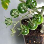 ヒメ日記 2025/06/08 11:53 投稿 りかこ アラモード