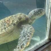 ヒメ日記 2025/03/17 21:00 投稿 あな 世界のあんぷり亭 蒲田店