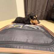 ヒメ日記 2026/01/20 09:25 投稿 みさき ファッションヘルス カリスマ