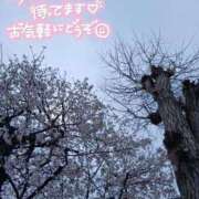 ヒメ日記 2025/04/01 10:55 投稿 れい ファッションヘルス カリスマ