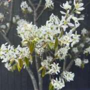 ヒメ日記 2025/04/24 13:44 投稿 安井 人妻楼 熊谷店