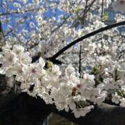 ヒメ日記 2025/04/04 13:05 投稿 りな マダムハンズ