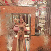 ヒメ日記 2026/03/19 10:03 投稿 美羽 琥珀（こはく）