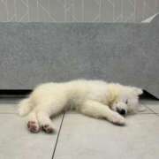 ヒメ日記 2025/01/25 12:27 投稿 ナナ バニーコレクション新潟店