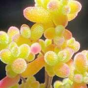 ヒメ日記 2025/05/20 20:06 投稿 彩(あや) ビッグバード