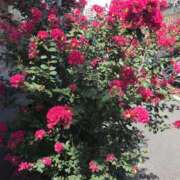 ヒメ日記 2025/10/04 21:14 投稿 笑里(えみり) ビッグバード