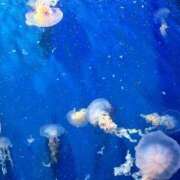 ヒメ日記 2025/07/20 09:39 投稿 なつき 花夫人