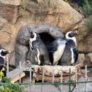 ヒメ日記 2026/02/05 08:04 投稿 なつき 花夫人