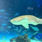 なつき 明日もおやすみ🥲 花夫人