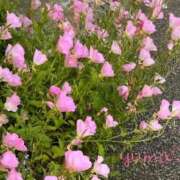 ヒメ日記 2026/07/01 18:08 投稿 ゆま 人妻小旅行