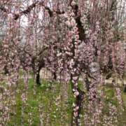 ヒメ日記 2025/03/02 07:13 投稿 さや 妻天 日本橋店