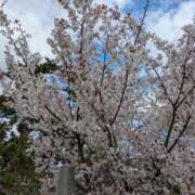 ヒメ日記 2025/04/05 07:50 投稿 さや 妻天 日本橋店