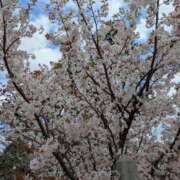 ヒメ日記 2025/04/12 18:29 投稿 さや 妻天 日本橋店