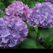 ヒメ日記 2025/06/18 07:17 投稿 さや 妻天 日本橋店