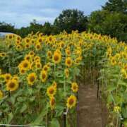 ヒメ日記 2025/07/06 07:46 投稿 さや 妻天 日本橋店