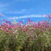 ヒメ日記 2025/10/30 07:39 投稿 さや 妻天 日本橋店