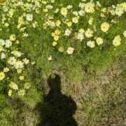 ヒメ日記 2025/11/06 11:40 投稿 さや 妻天 日本橋店