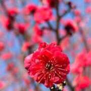 ヒメ日記 2026/02/17 18:32 投稿 さや 妻天 日本橋店