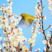 ヒメ日記 2026/02/22 07:22 投稿 さや 妻天 日本橋店