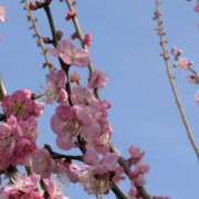 ヒメ日記 2026/03/07 07:28 投稿 さや 妻天 日本橋店